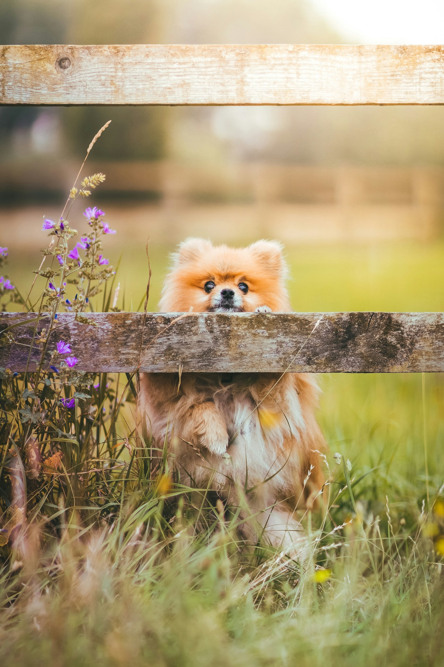 Ten Things Every Pomeranian Owner Should Know