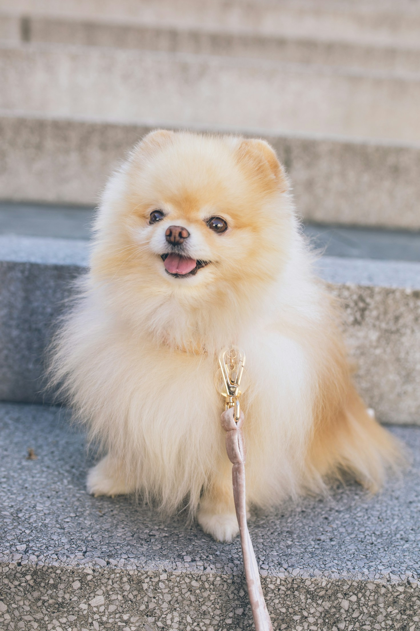 How To Keep Your Pomeranian Happy Daily
