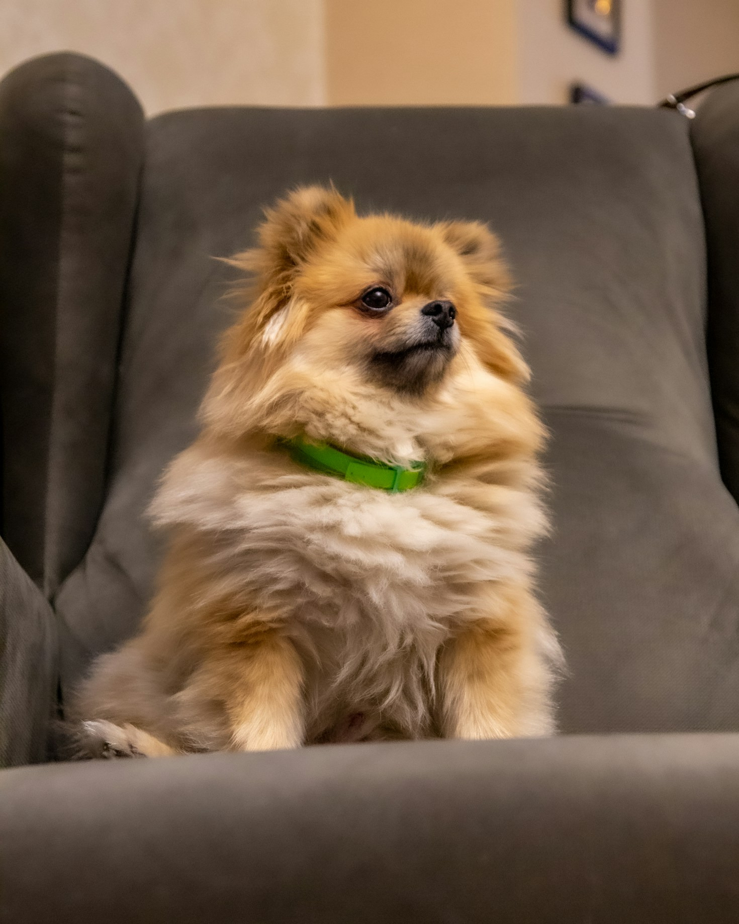 Why Pomeranians Make The Perfect Loyal Pets