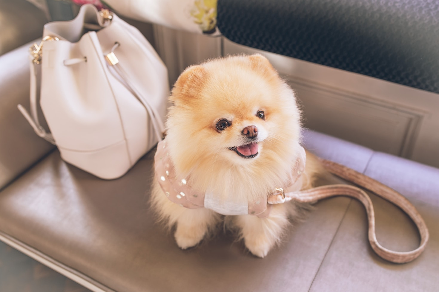Fun Activities To Enjoy With Your Dog